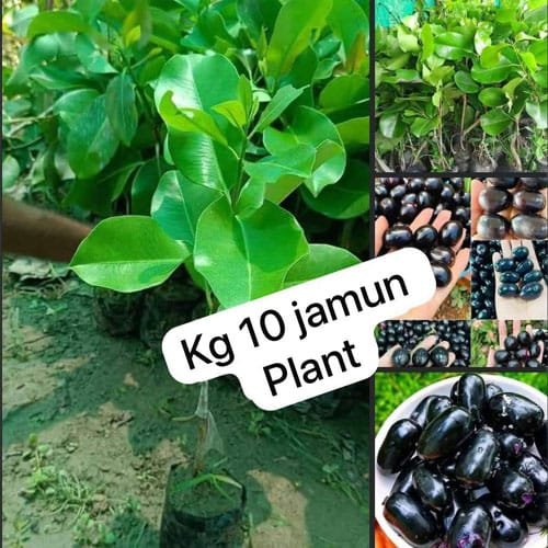 Kg 10 Jamun Plant